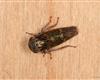 Acericerus heydenii