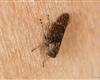 Acericerus heydenii