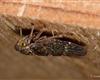 Acericerus heydenii